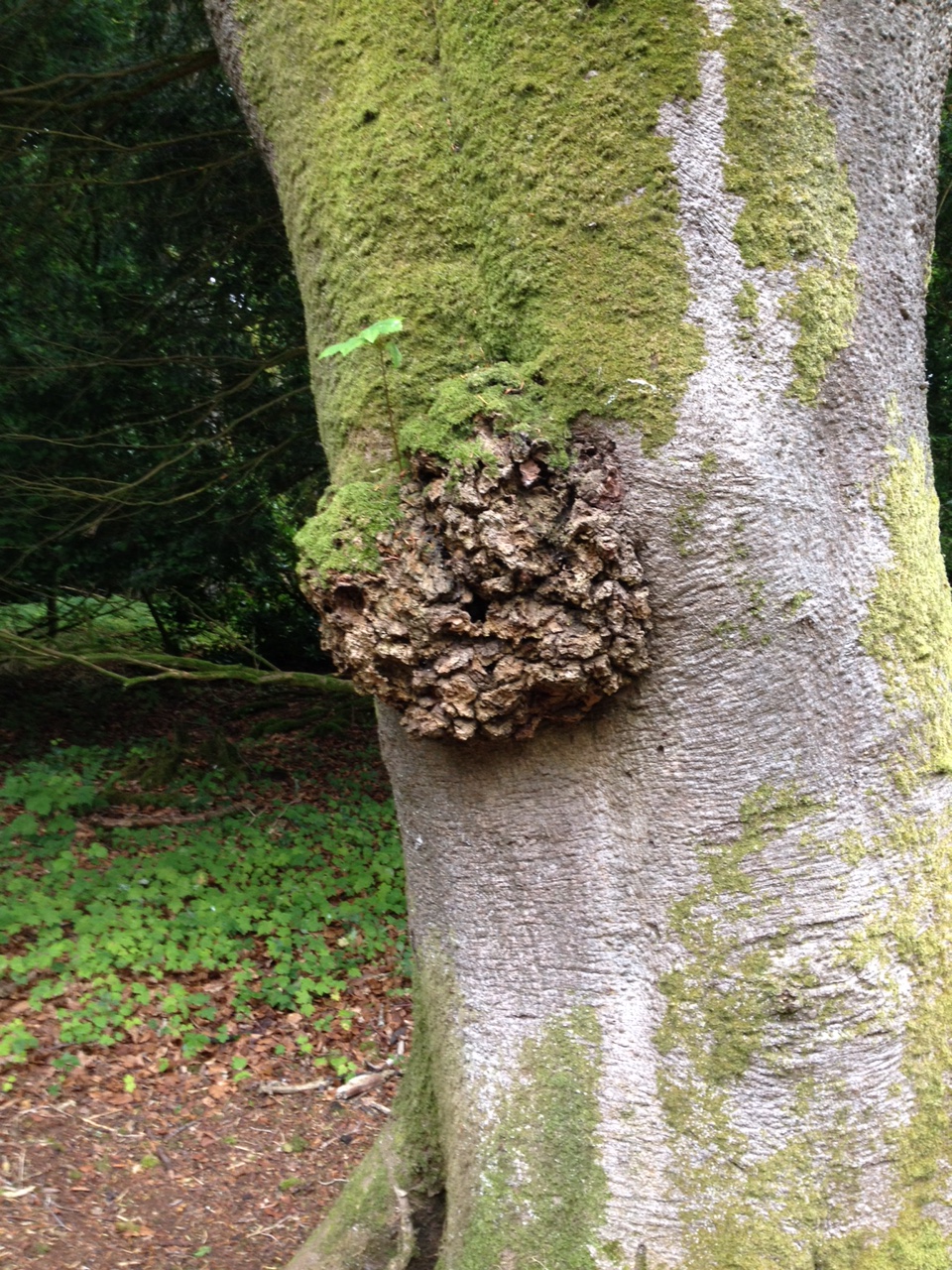 Agrobacterium Crown Gall tree disease